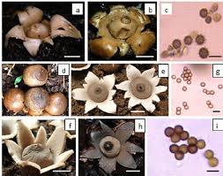Attēlu rezultāti vaicājumam “Geastrum fimbriatum”