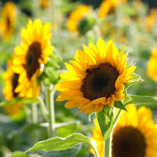 Image result for Helianthus annuus