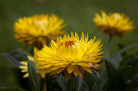 Image result for Strohblume