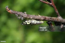 Attēlu rezultāti vaicājumam “Aporia crataegi pupa”