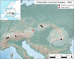 Attēlu rezultāti vaicājumam “Choerades sp.”