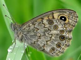 Attēlu rezultāti vaicājumam “Lasiommata megera male”