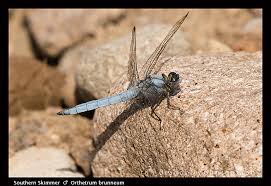 Attēlu rezultāti vaicājumam “Orthetrum brunneum”