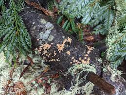 Attēlu rezultāti vaicājumam “Aleurodiscus amorphus”