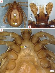 Attēlu rezultāti vaicājumam “Ixodes male”