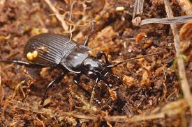 Attēlu rezultāti vaicājumam “Pterostichus niger”