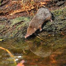 Attēlu rezultāti vaicājumam “Sorex araneus”