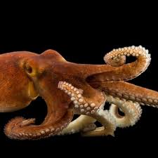Image result for Octopus vulgaris