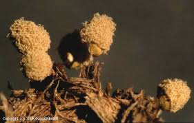 Attēlu rezultāti vaicājumam “Heterotrichia pomiformis (syn. Arcyria pomiformis)”