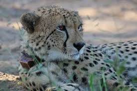 Afbeeldingsresultaat voor cheeta