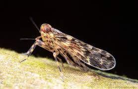 Attēlu rezultāti vaicājumam “Cixiidae”