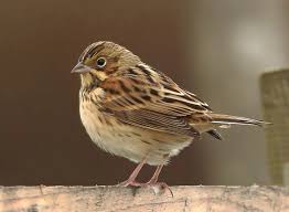 Image result for Emberiza fucata