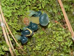 Attēlu rezultāti vaicājumam “Leotia lubrica”