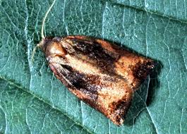 Attēlu rezultāti vaicājumam “Archips podana male”