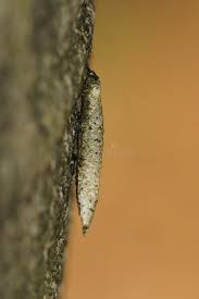 Attēlu rezultāti vaicājumam “Taleporia tubulosa”