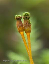 Attēlu rezultāti vaicājumam “Bryum amblyodon sporophyte”
