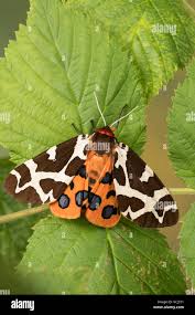 Attēlu rezultāti vaicājumam “Arctiidae”