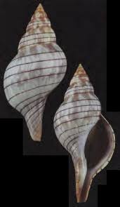 Image result for Cinctura hunteria