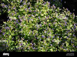 Attēlu rezultāti vaicājumam “Pulmonaria angustifolia leaf”