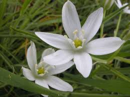 Attēlu rezultāti vaicājumam “Ornithogalum umbellatum flower”