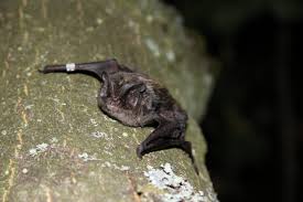 Attēlu rezultāti vaicājumam “Barbastella barbastellus”