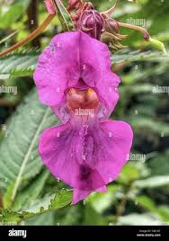 Attēlu rezultāti vaicājumam “Impatiens glandulifera flower”