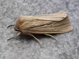 Attēlu rezultāti vaicājumam “Mythimna impura”