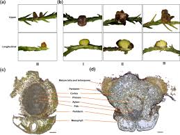 Attēlu rezultāti vaicājumam “Gymnosporangium sp.”