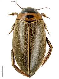 Attēlu rezultāti vaicājumam “Rhantus frontalis”