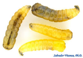 Attēlu rezultāti vaicājumam “Musca domestica”