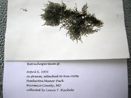 Attēlu rezultāti vaicājumam “Batrachospermum moniliforme”