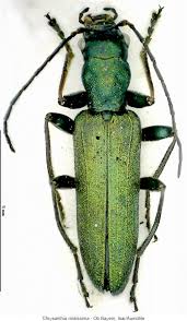 Attēlu rezultāti vaicājumam “Chrysanthia viridissima”