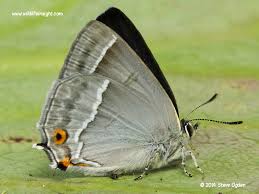 Attēlu rezultāti vaicājumam “Theclinae”