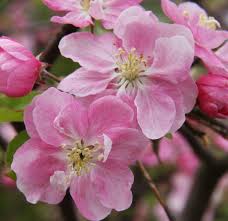 Attēlu rezultāti vaicājumam “Malus”