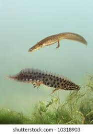 Attēlu rezultāti vaicājumam “Triturus vulgaris female”