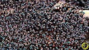 Attēlu rezultāti vaicājumam “Cribraria cancellata young”