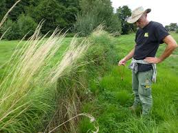 Attēlu rezultāti vaicājumam “Calamagrostis canescens fruit”