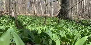 Image result for Bärlauch