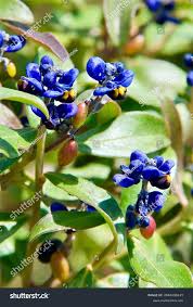 Attēlu rezultāti vaicājumam “Polygalaceae”