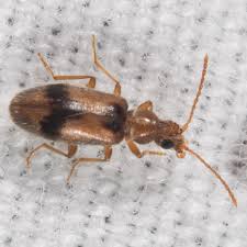 Attēlu rezultāti vaicājumam “Anthicidae”