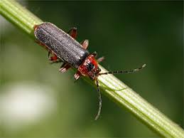 Attēlu rezultāti vaicājumam “Cantharis rustica”