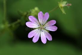 Attēlu rezultāti vaicājumam “Geraniaceae”