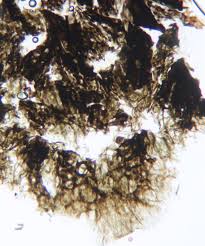 Attēlu rezultāti vaicājumam “Comatricha sp.”