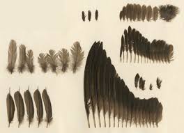 Image result for Chaetura pelagica