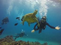 Image result for Seabug Divers