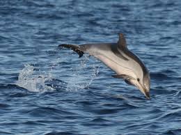 Image result for japan dolphin slaughter