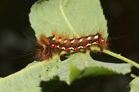 Attēlu rezultāti vaicājumam “Acronicta rumicis larva”