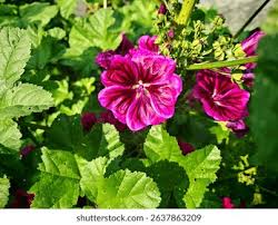 Image result for Malva sylvestris var. mauritiana