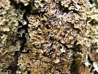 Attēlu rezultāti vaicājumam “Physconia detersa”