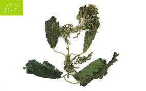 Attēlu rezultāti vaicājumam “Urtica dioica fruit”